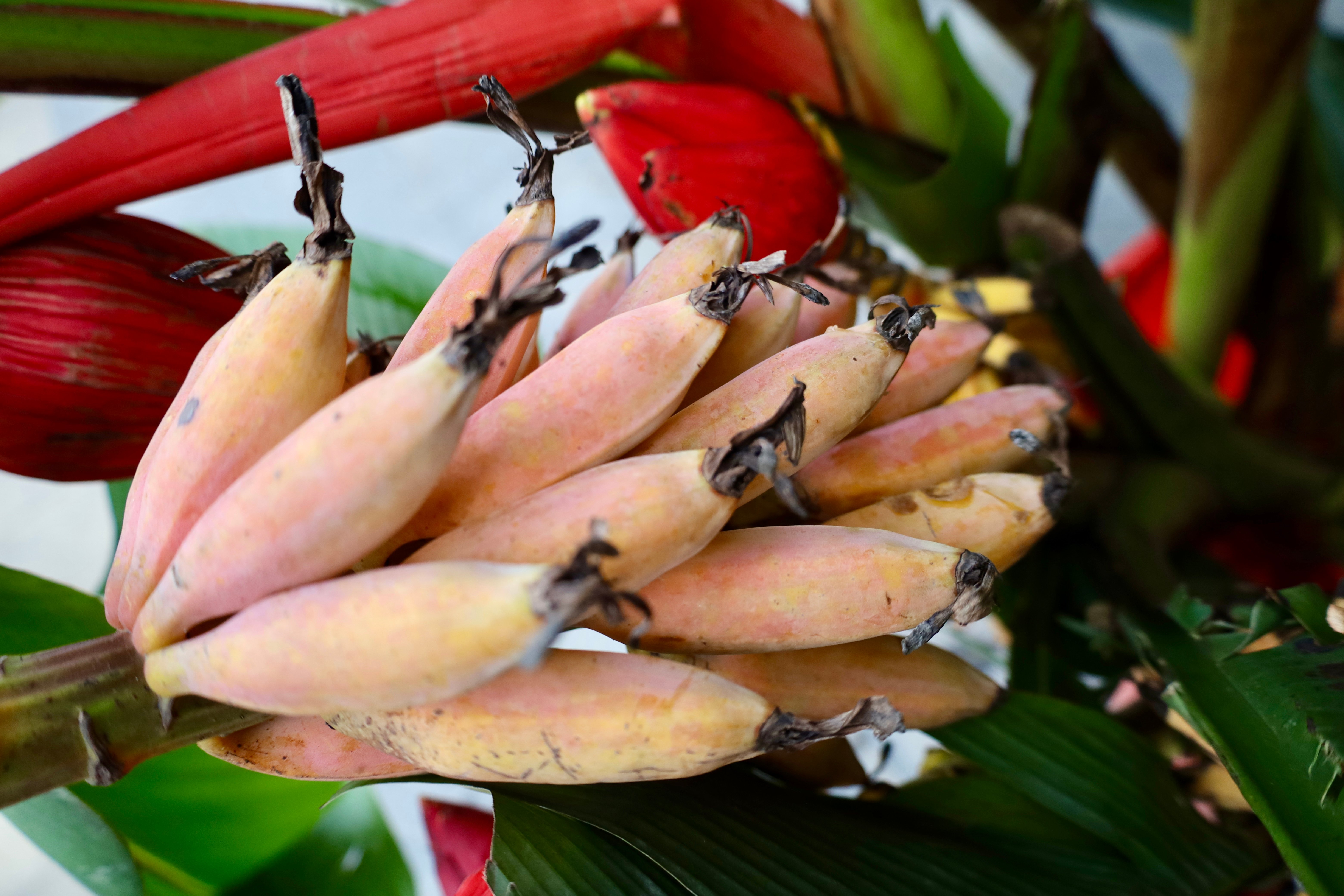 Brillante wilde Bananenblüten am Tet-Fest