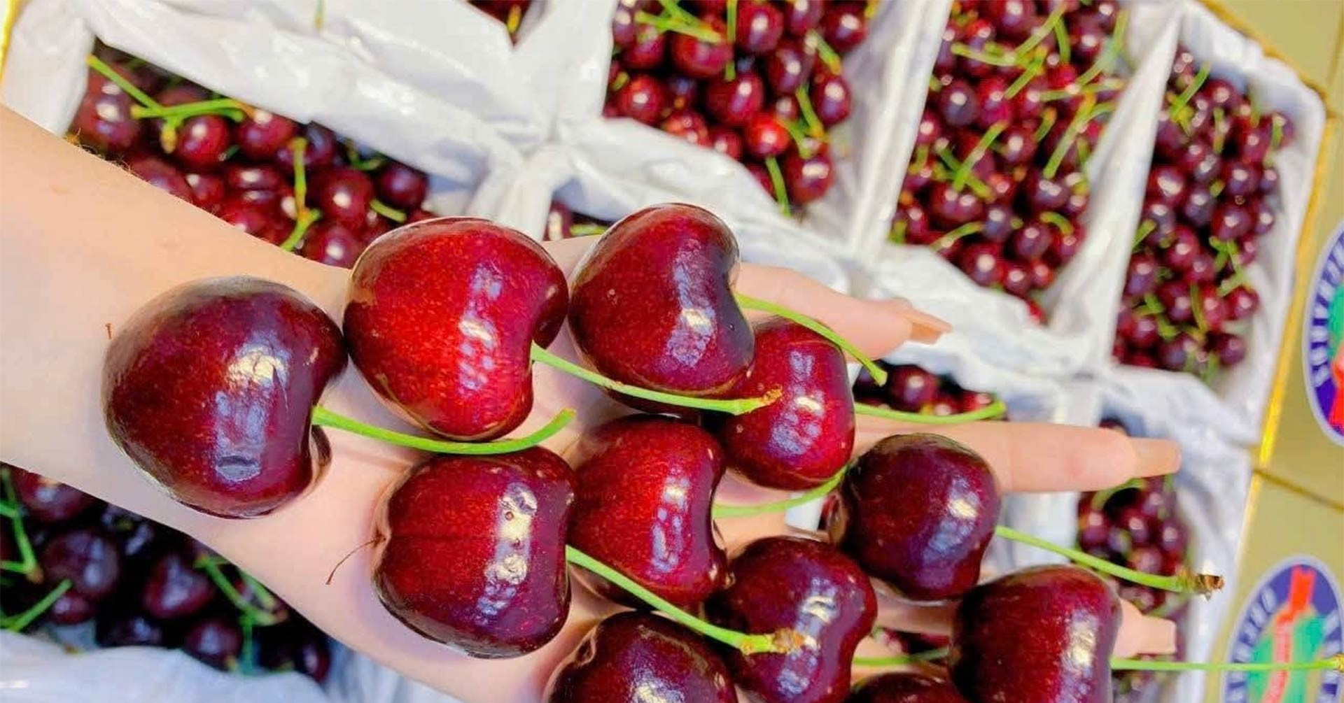 Las cerezas caras siguen "agotadas", sorprende el "durian de rescate" a 50.000 VND/kg