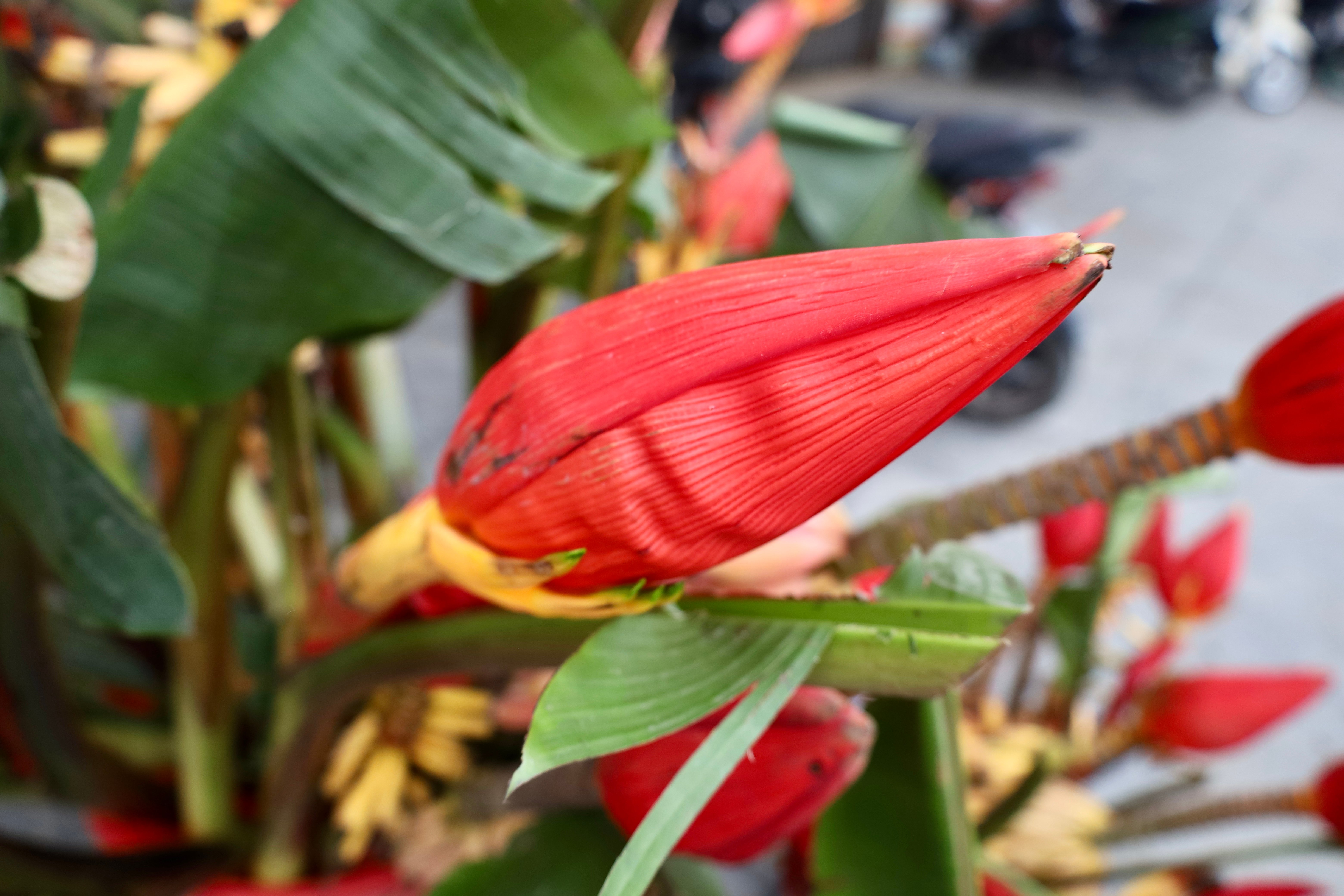 Brillante wilde Bananenblüten am Tet-Fest