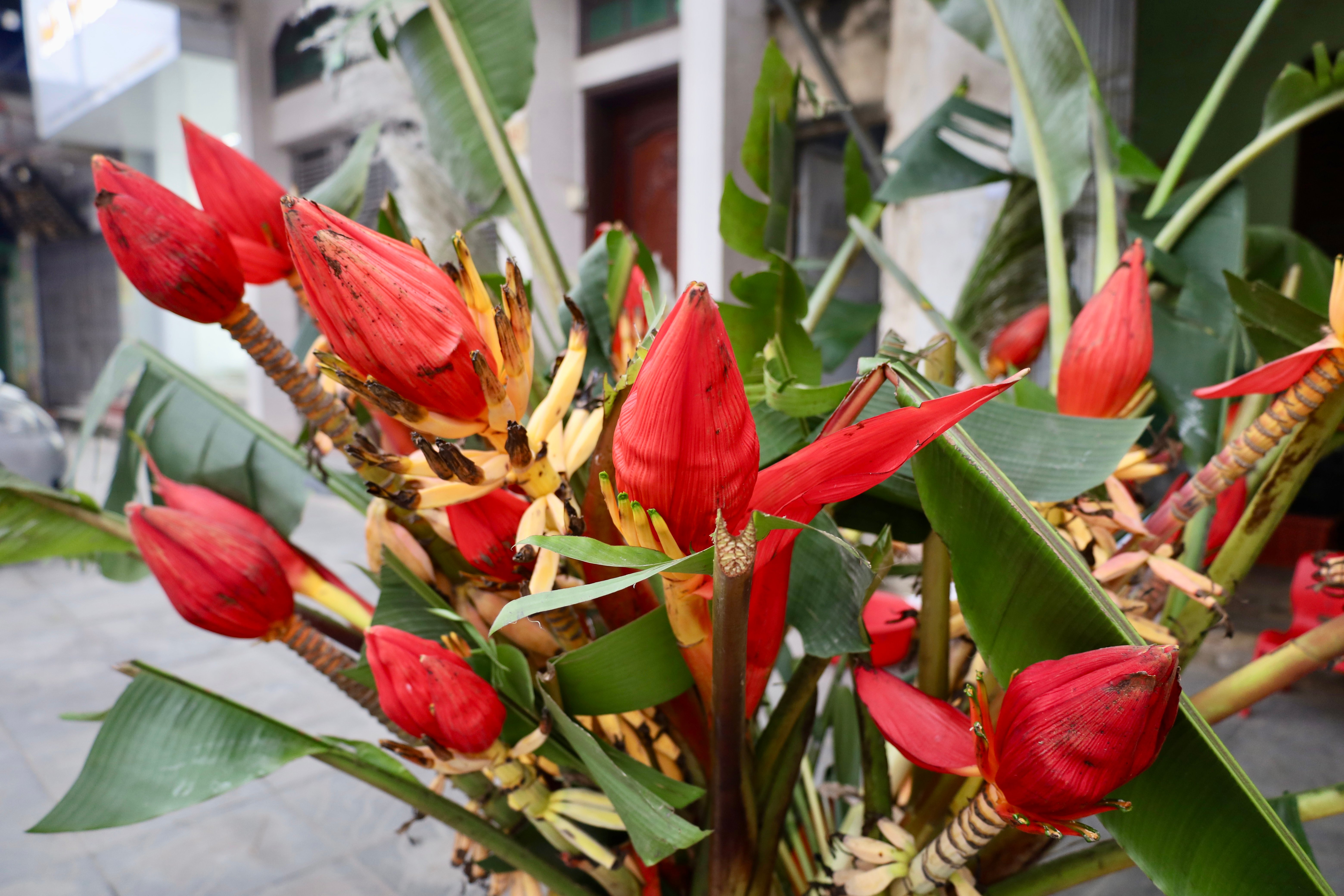 Brillante wilde Bananenblüten am Tet-Fest