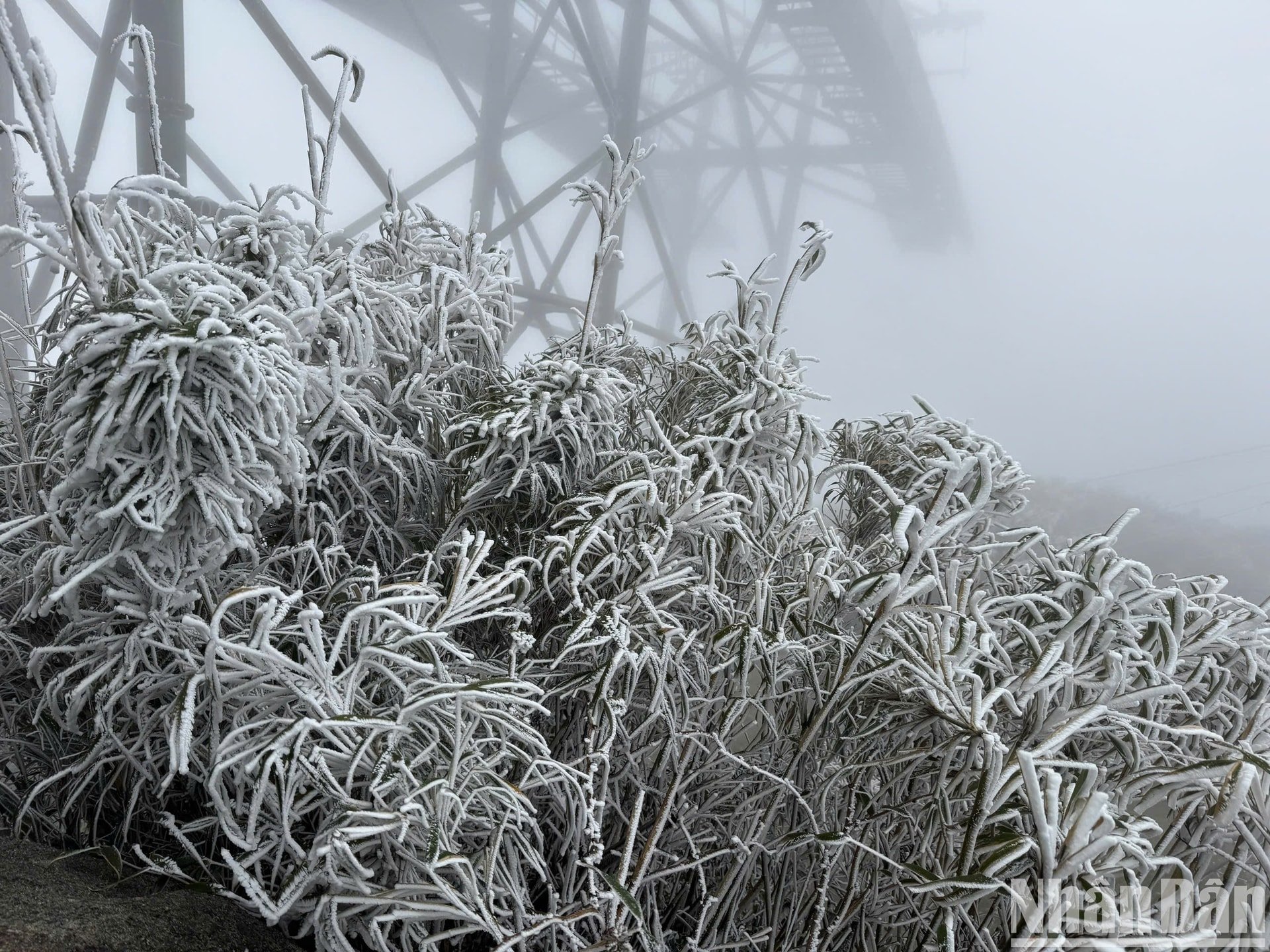 旧正月27日の午後、ファンシーパン山頂に降り積もる白い雪を眺める