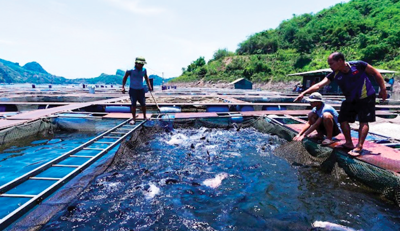 Da River Fish សក្តិសមជាម៉ាកសញ្ញាជាតិ។