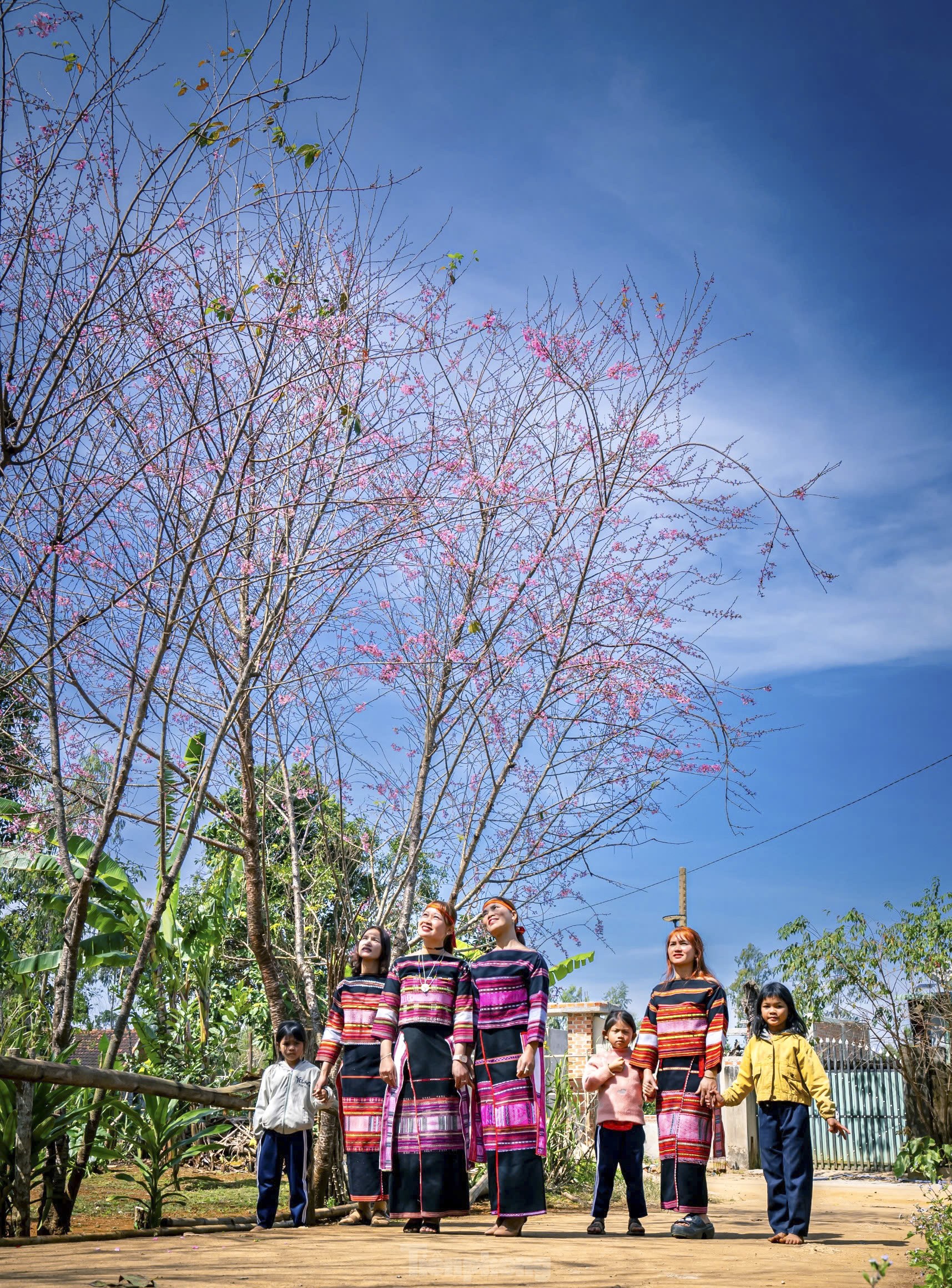 Brilliant peach blossoms at an altitude of 800 m in Binh Dinh photo 5