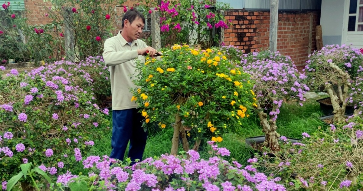 Tạo bonsai từ cây dại, nông dân thu hàng trăm triệu đồng mùa Tết