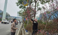 Hanoi: Peach blossom prices doubled during Tet, many people temporarily put aside their hobby of growing flowers