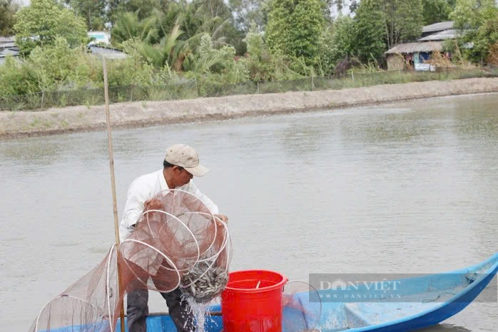 Nông dân Cà Mau hốt bạc vì giá cá kèo thương phẩm tăng “phi mã” dịp Tết Ất Tỵ - Ảnh 2.