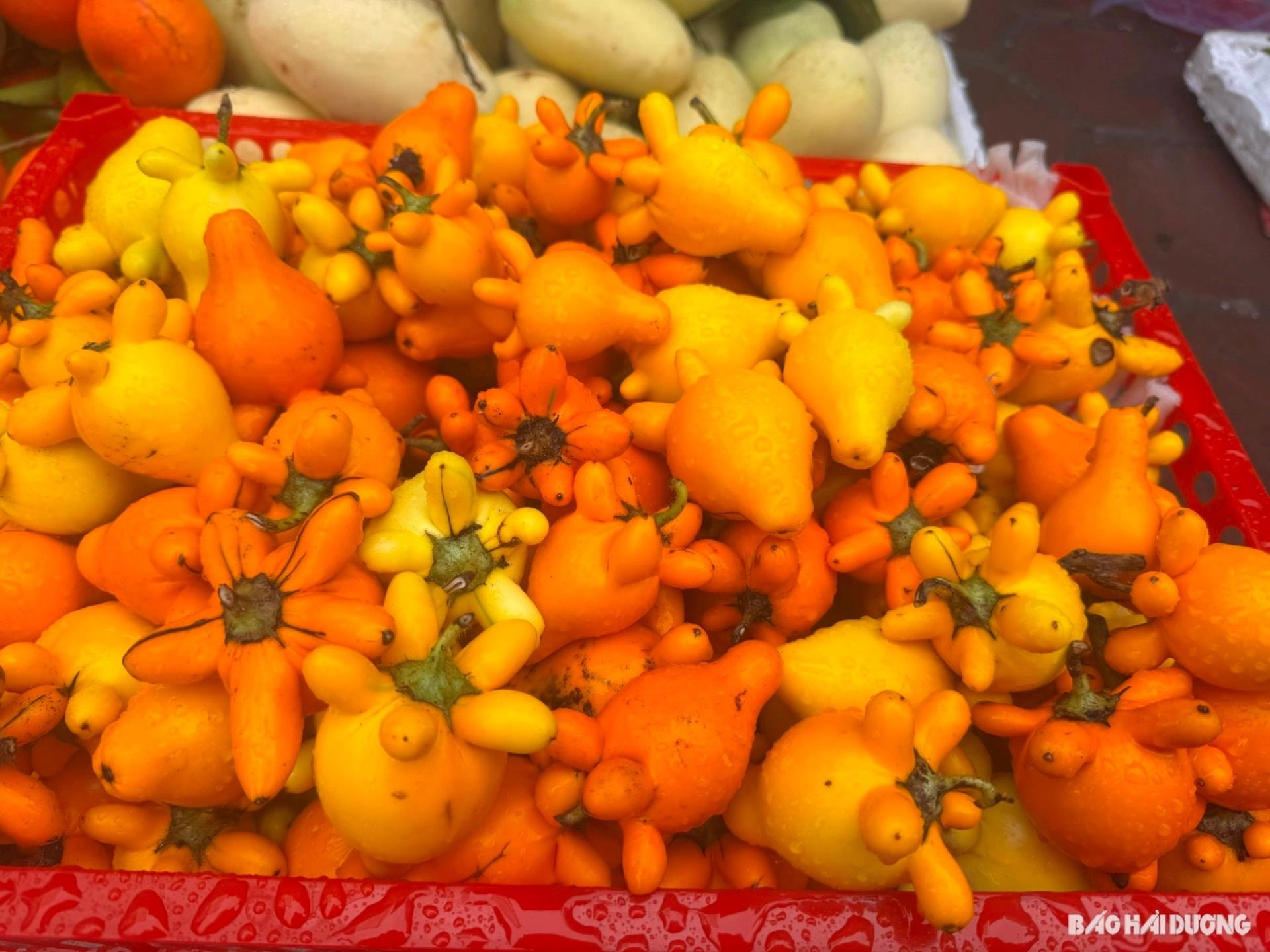 Surprised by familiar fruit with strange colors in Hai Duong city