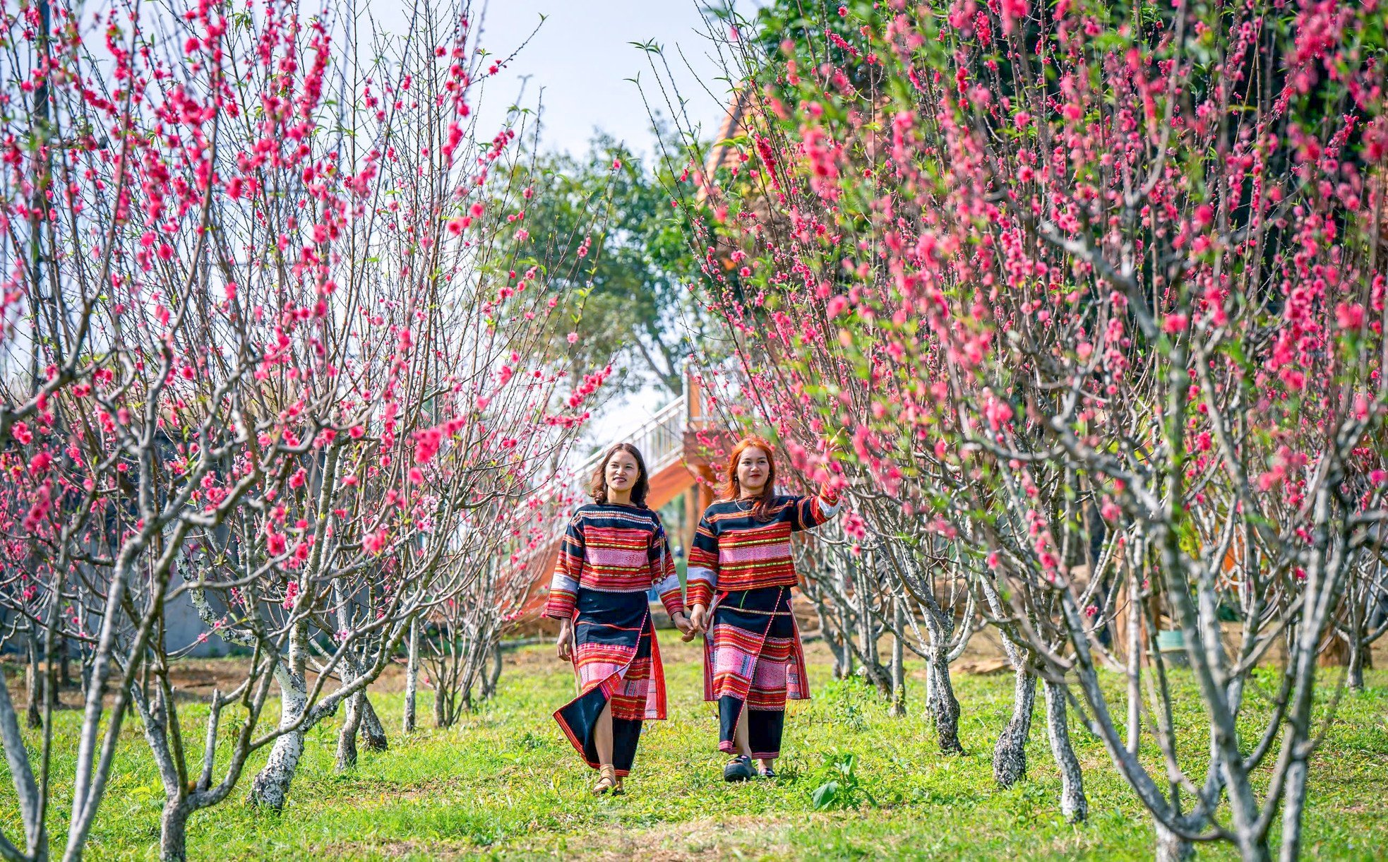 Brilliant peach blossoms at an altitude of 800 m in Binh Dinh photo 2