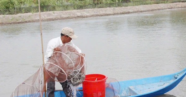 Cá kèo sống trong hang, bơi trên mặt nước giá bán tăng mạnh, dân Cà Mau bán 170.000 đồng/kg