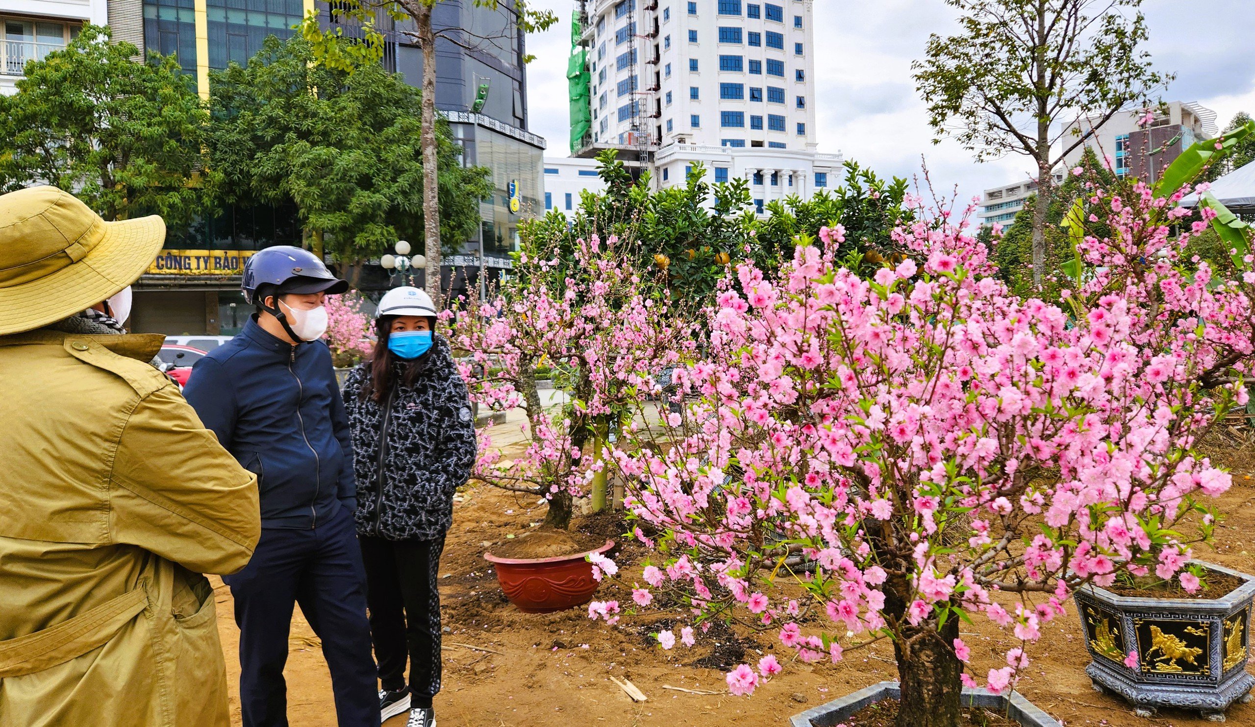 Đào bung nở khắp phố dưới mưa rét, tiểu thương 