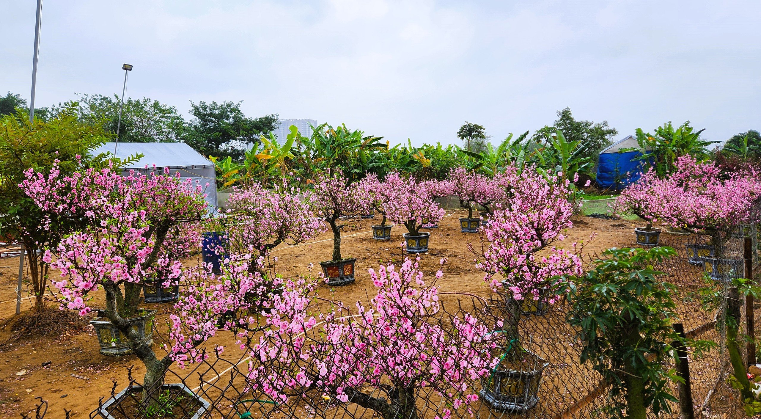 Đào bung nở khắp phố dưới mưa rét, tiểu thương 