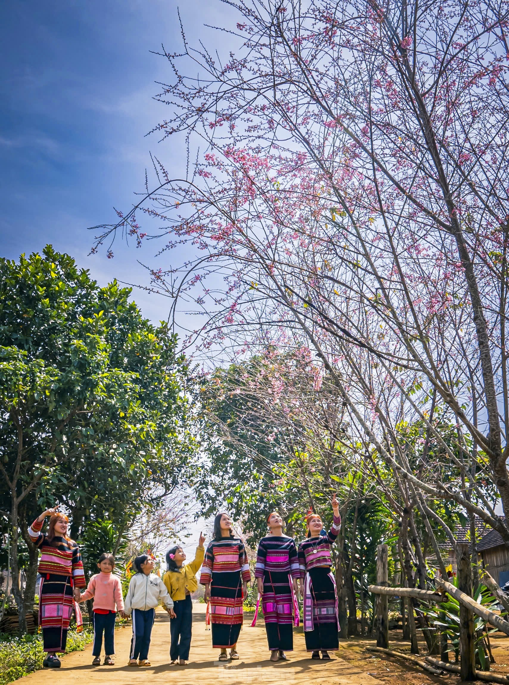 Brilliant peach blossoms at an altitude of 800 m in Binh Dinh photo 4