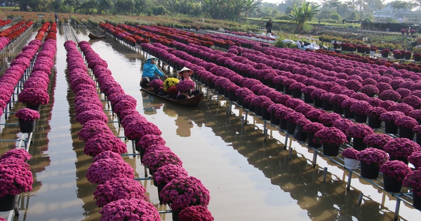 Tourists flock to Sa Dec flower village on Tet holiday