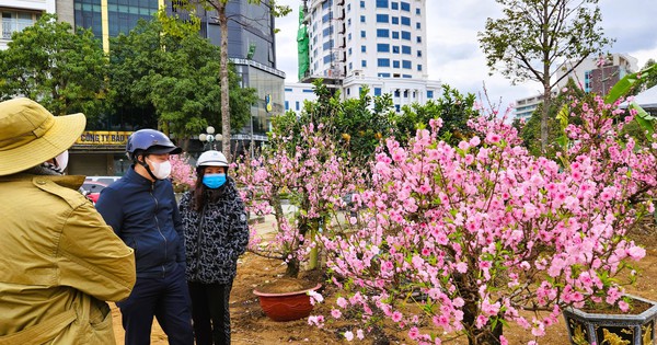 Đào bung nở khắp phố dưới mưa rét, tiểu thương "cắn răng" xả lỗ