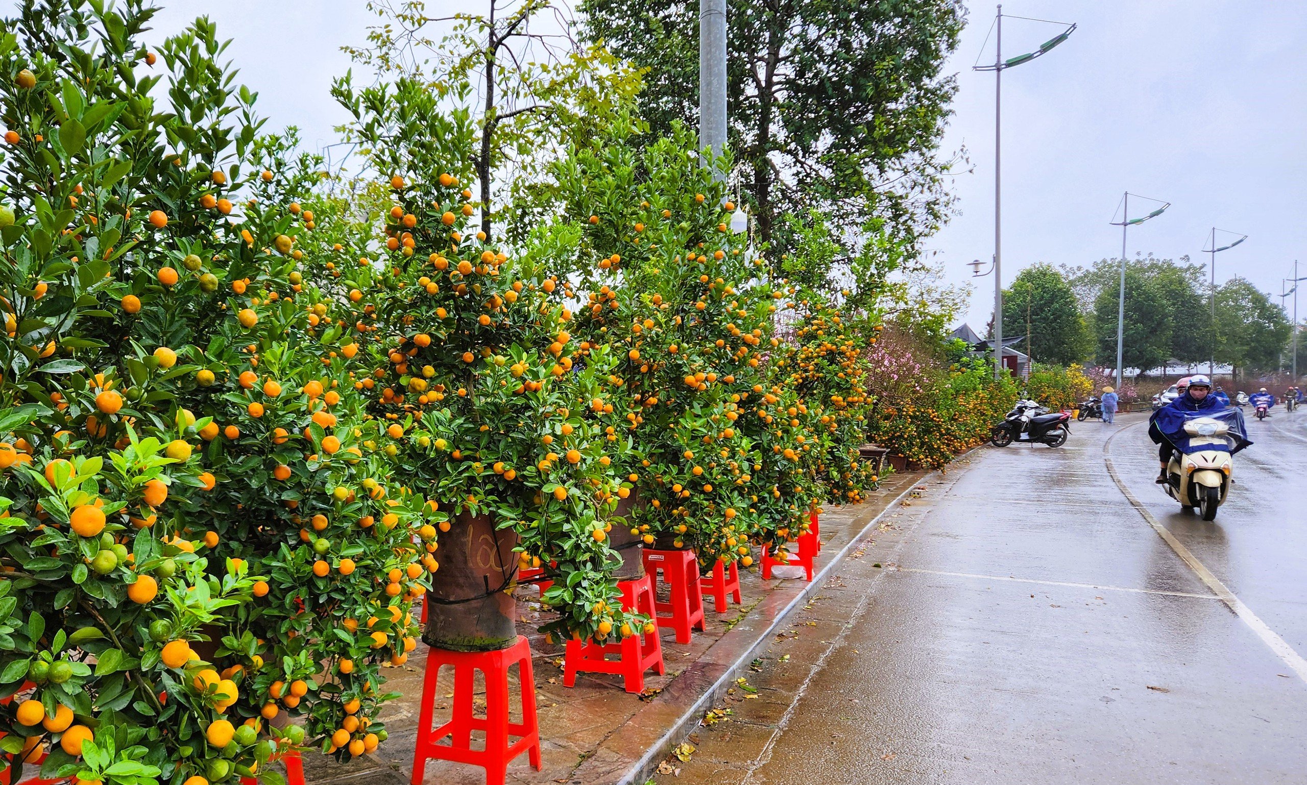 Đào bung nở khắp phố dưới mưa rét, tiểu thương 