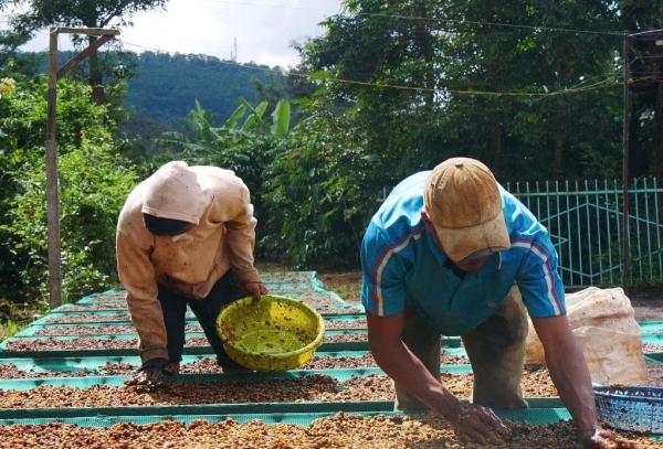 Giá cà phê trong nước hôm nay 27/1/2025 không biến động