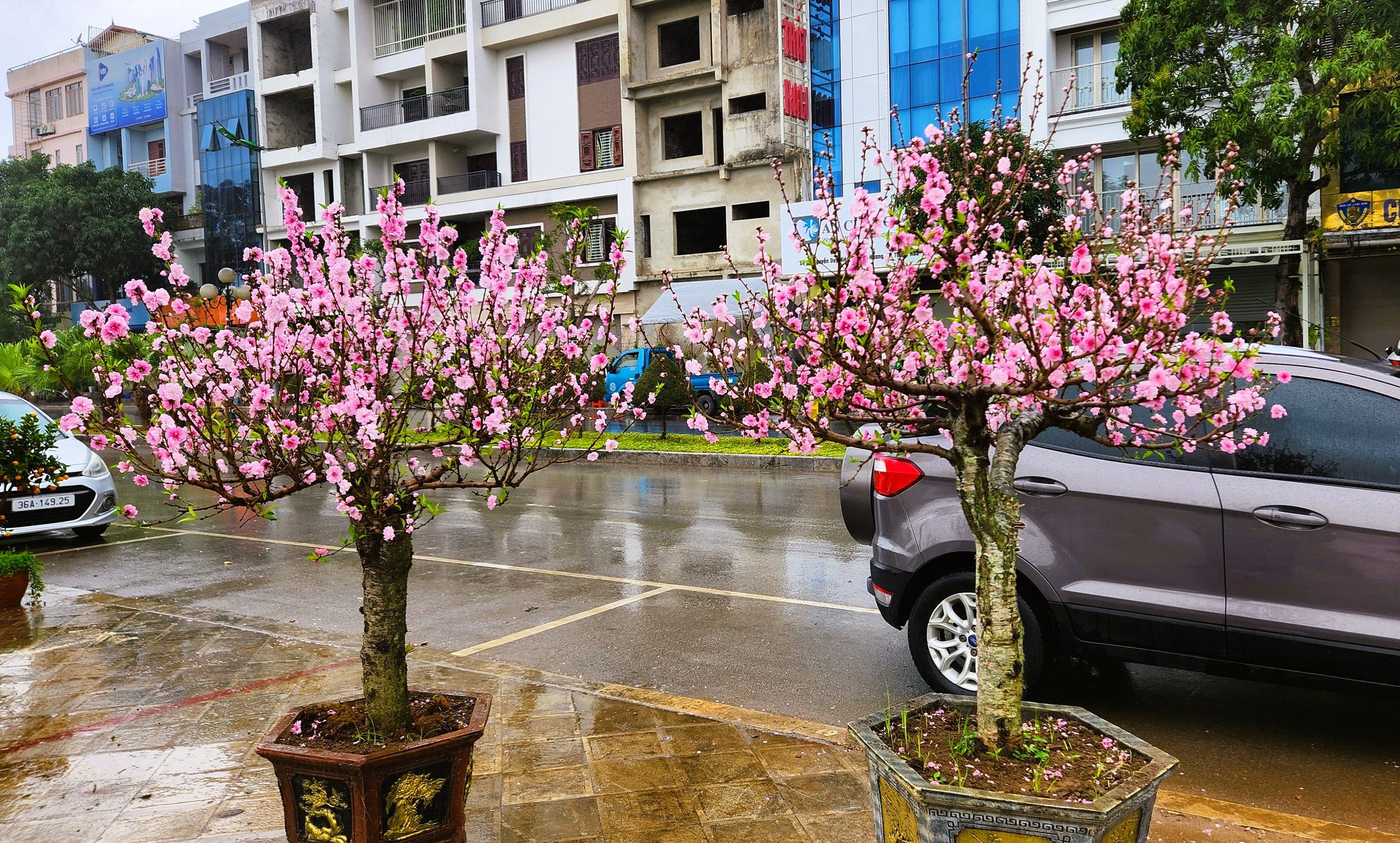 Đào bung nở khắp phố dưới mưa rét, tiểu thương 