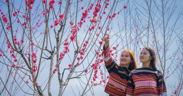 Brillantes flores de durazno a una altitud de 800 m en Binh Dinh