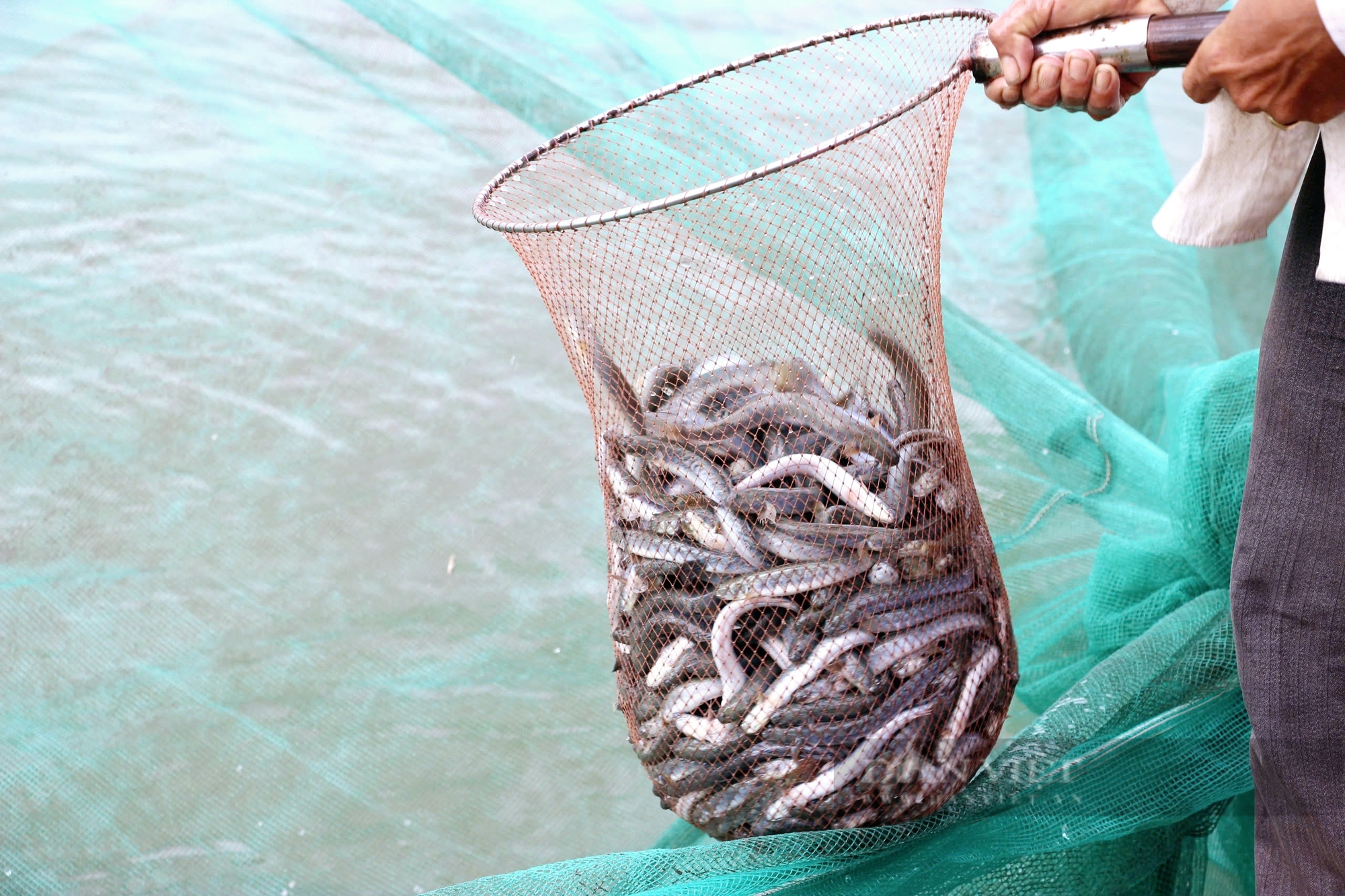 Nông dân Cà Mau hốt bạc vì giá cá kèo thương phẩm tăng “phi mã” dịp Tết Ất Tỵ - Ảnh 3.