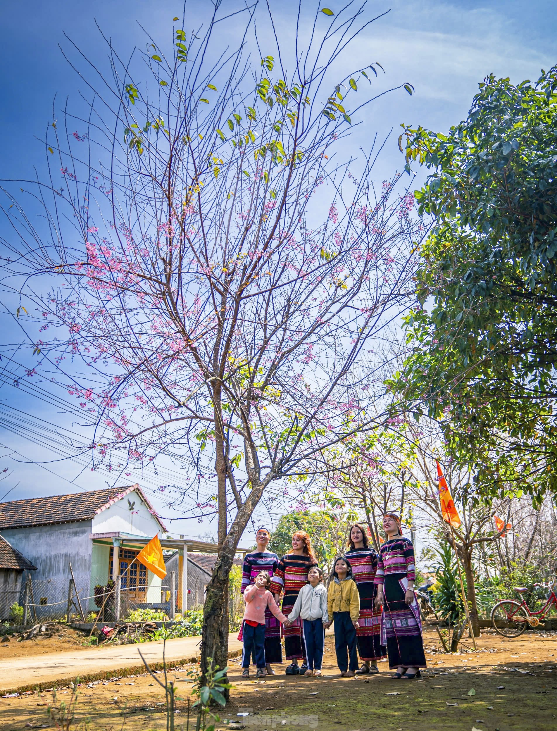 Brilliant peach blossoms at an altitude of 800 m in Binh Dinh photo 7