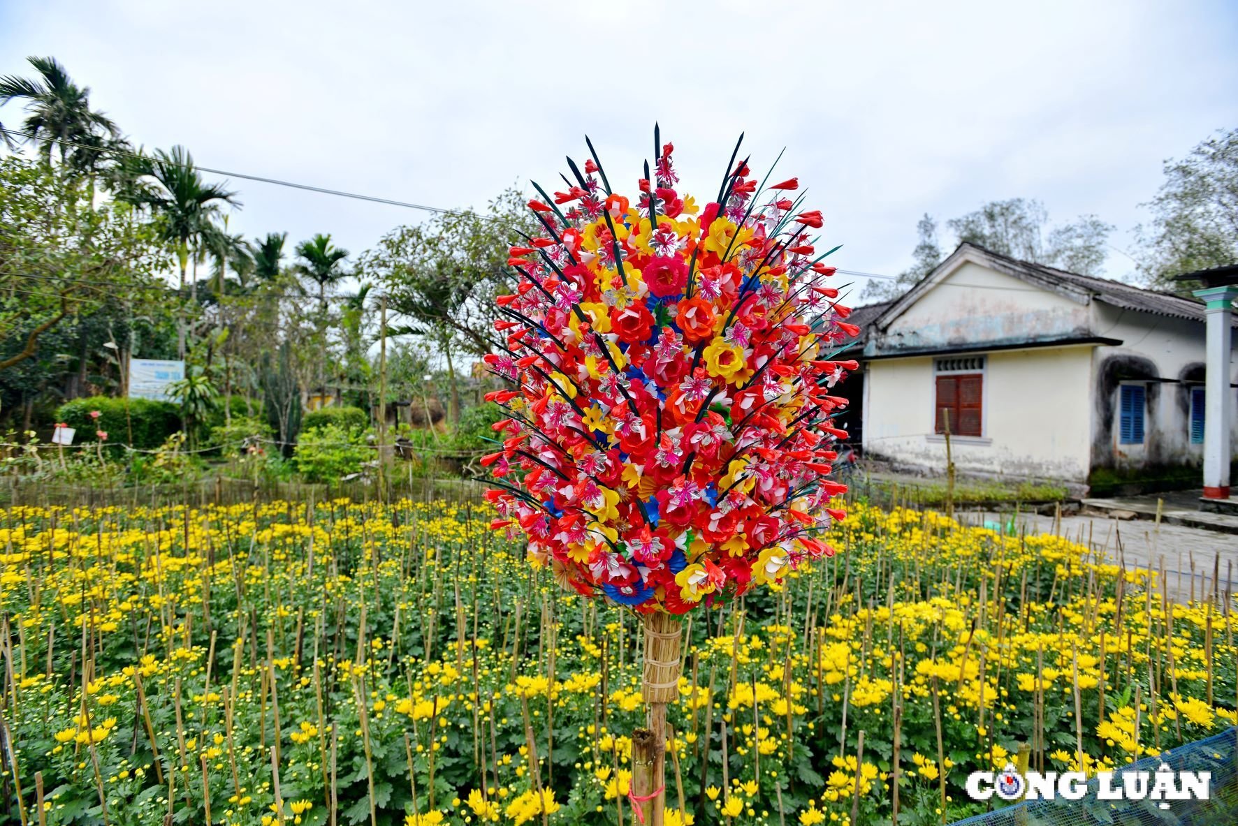 hue hoai co trong sac mau hoa giay thanh tien hinh 13