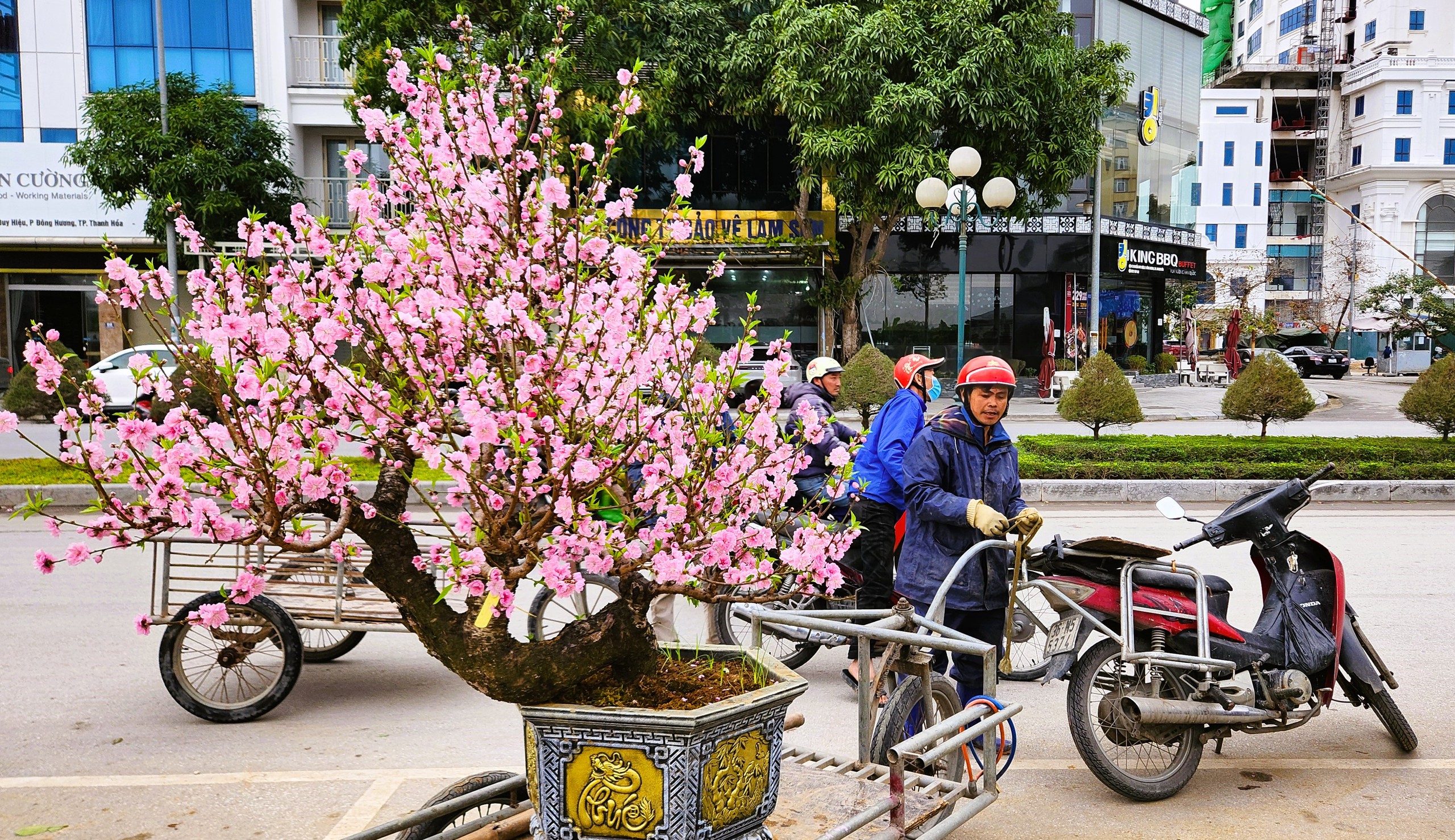 Đào bung nở khắp phố dưới mưa rét, tiểu thương 