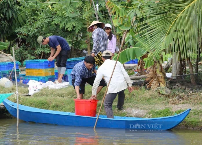 Nông dân Cà Mau hốt bạc vì giá cá kèo thương phẩm tăng “phi mã” dịp Tết Ất Tỵ - Ảnh 4.