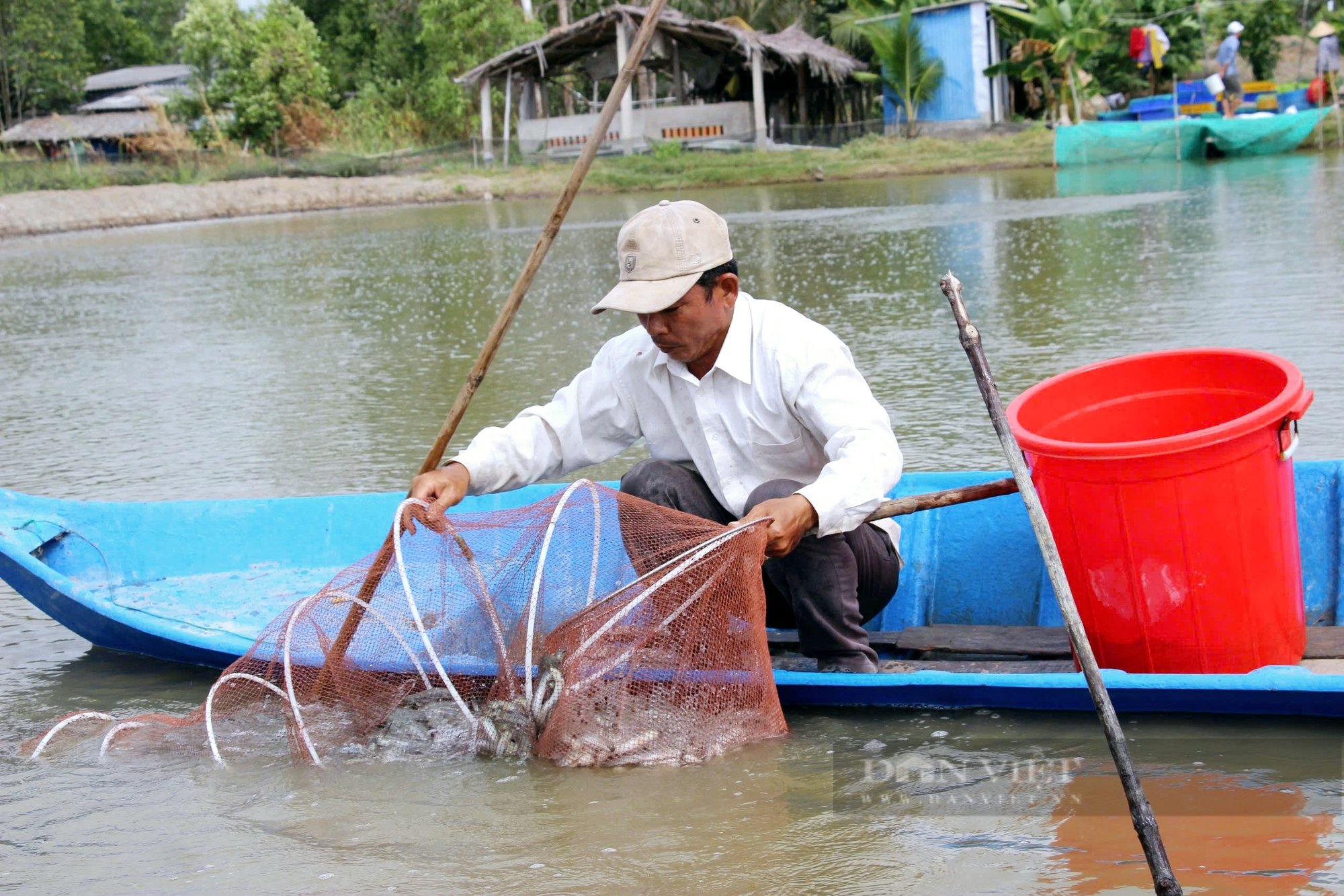 Nông dân Cà Mau hốt bạc vì giá cá kèo thương phẩm tăng “phi mã” dịp Tết Ất Tỵ - Ảnh 1.