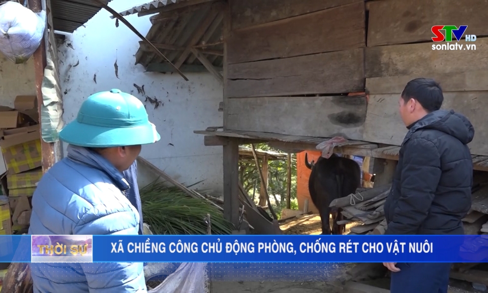 Chieng Cong commune proactively prevents cold for livestock