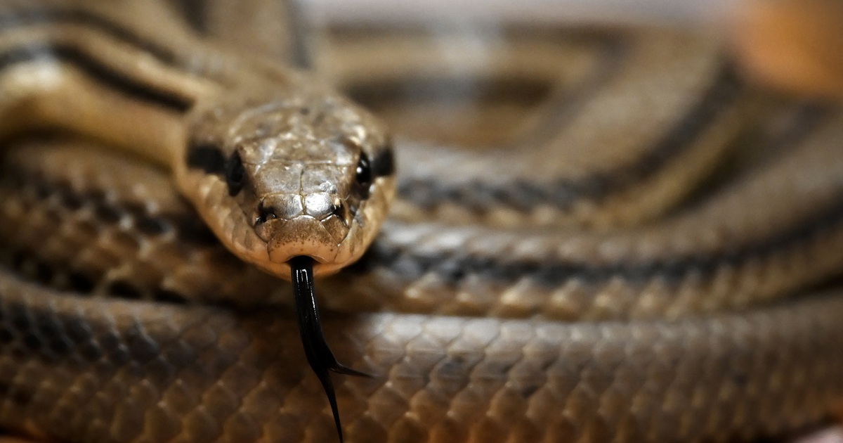 De quels animaux les serpents ont-ils peur ?