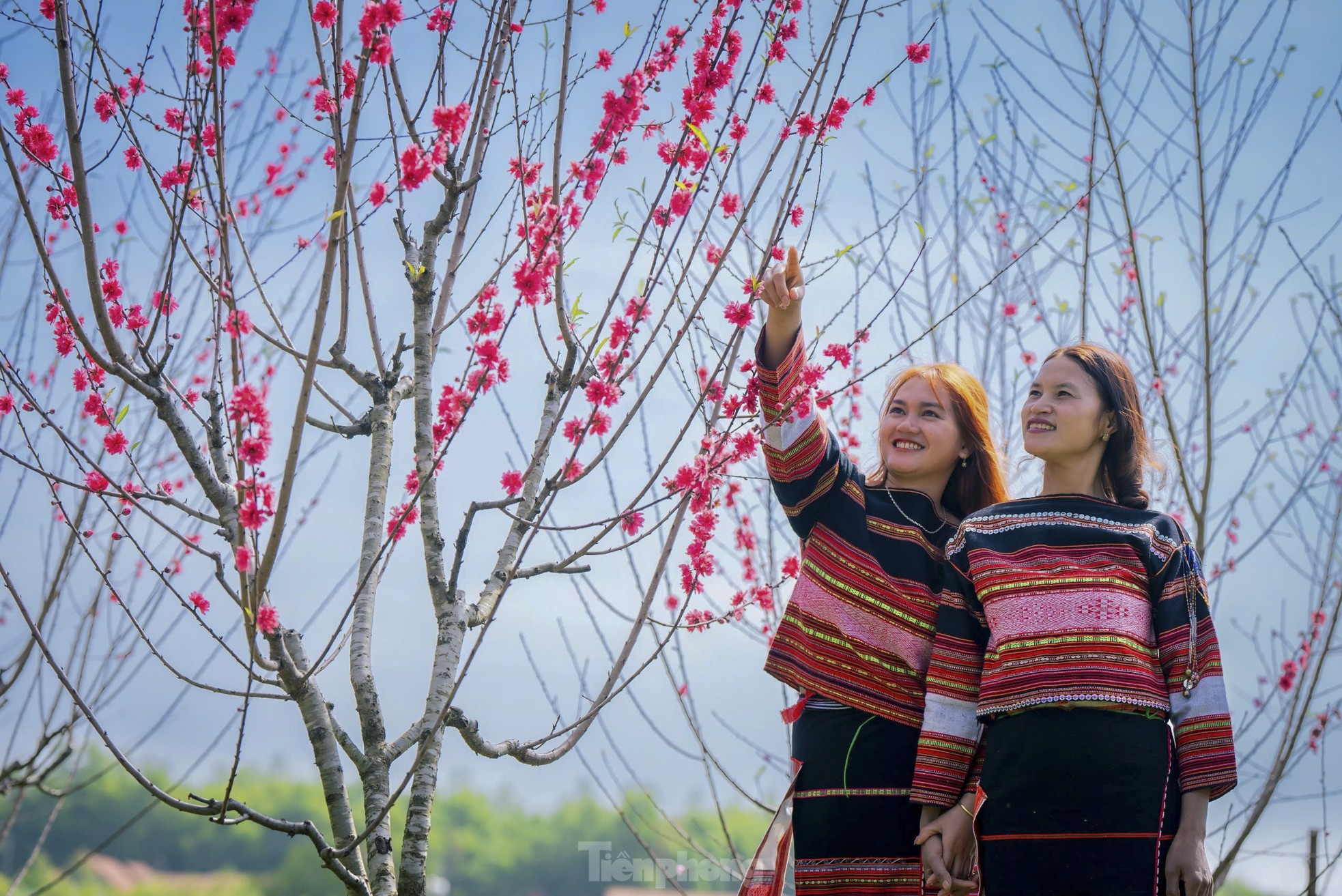 Brilliant peach blossoms at an altitude of 800 m in Binh Dinh photo 6