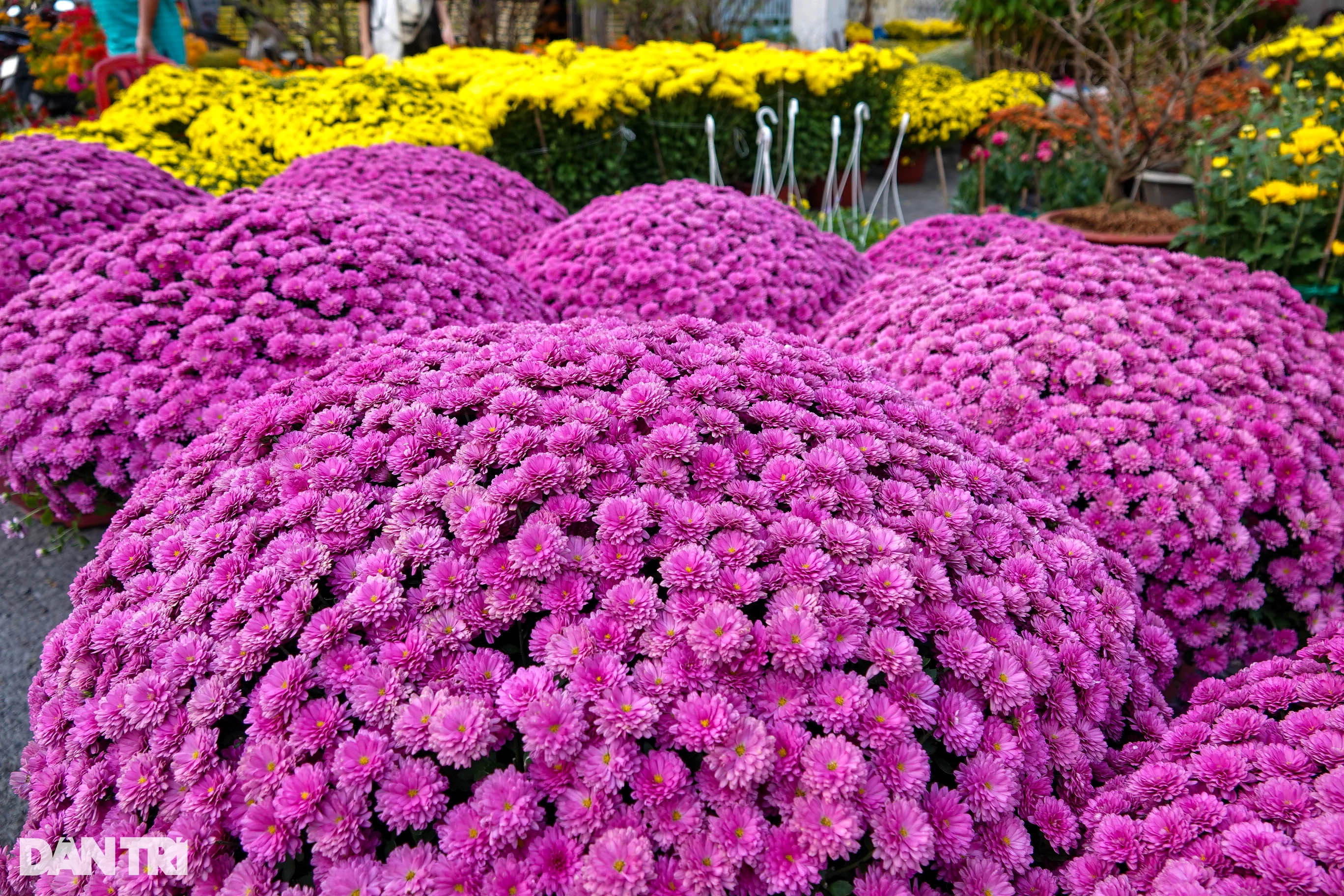 Seltsame Chrysanthemenarten verkaufen sich „wie warme Semmeln“, obwohl jedes Paar fast eine Million Dong kostet.