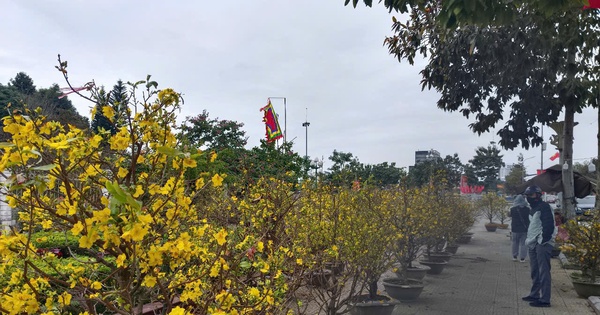 Yellow apricot blossoms are slow to sell, traders are "dumping their goods" but there are still few buyers.