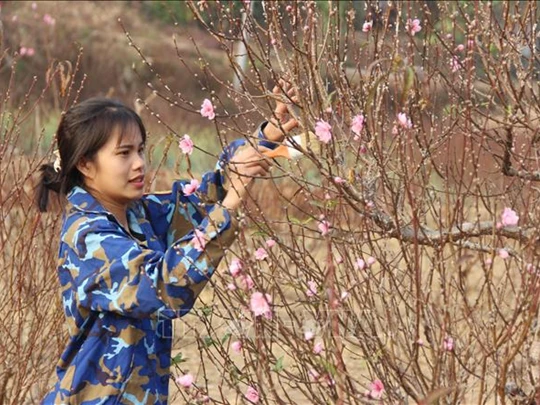 ラングの八重桃の花の価格はまだ高い