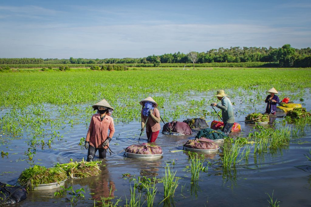 Ở miền Tây có loại rau giá rẻ 