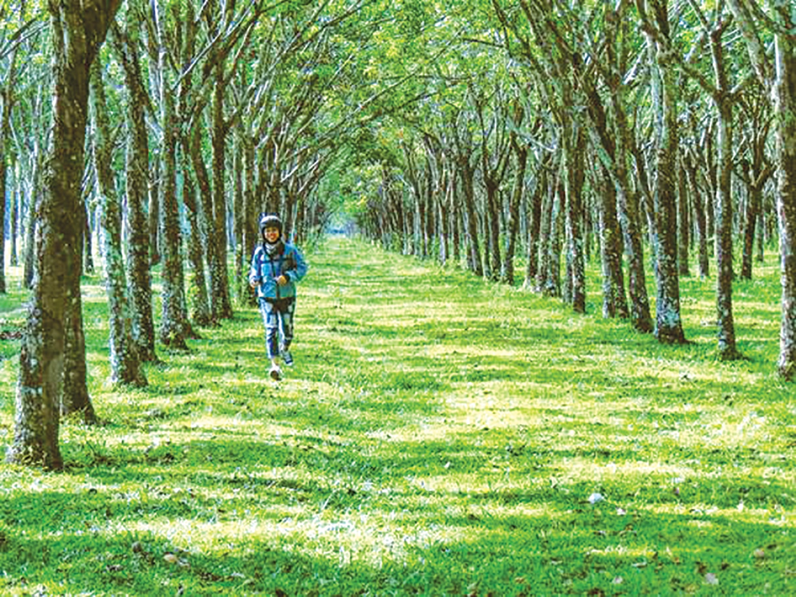 រូបថតទី១ (ម៉ុងខា) - ចម្ការកៅស៊ូពណ៌បៃតងខ្ចីនៃខេត្តដុងណៃ