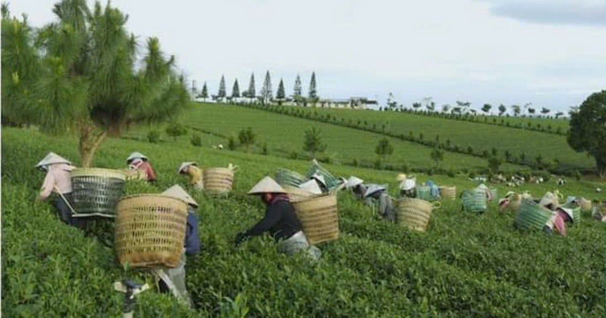 B'Lao tea land - a place with the soul of the countryside and nostalgia