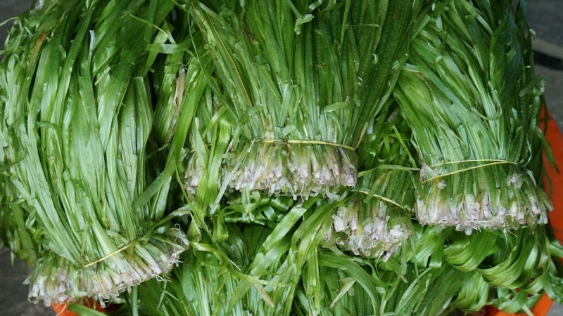 Ở miền Tây có loại rau giá rẻ 