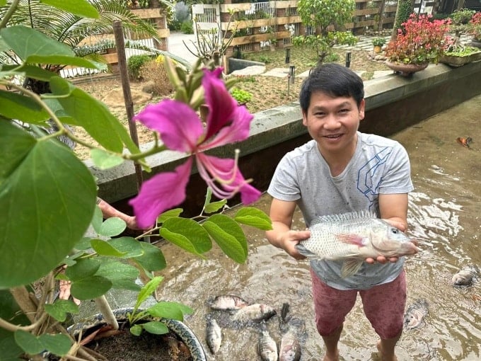 L'espace de vie de la famille de Trong Tan dispose d'un grand étang avec des tilapias et des carpes, qui grandissent rapidement et se reproduisent naturellement. Photo : Personnage fourni