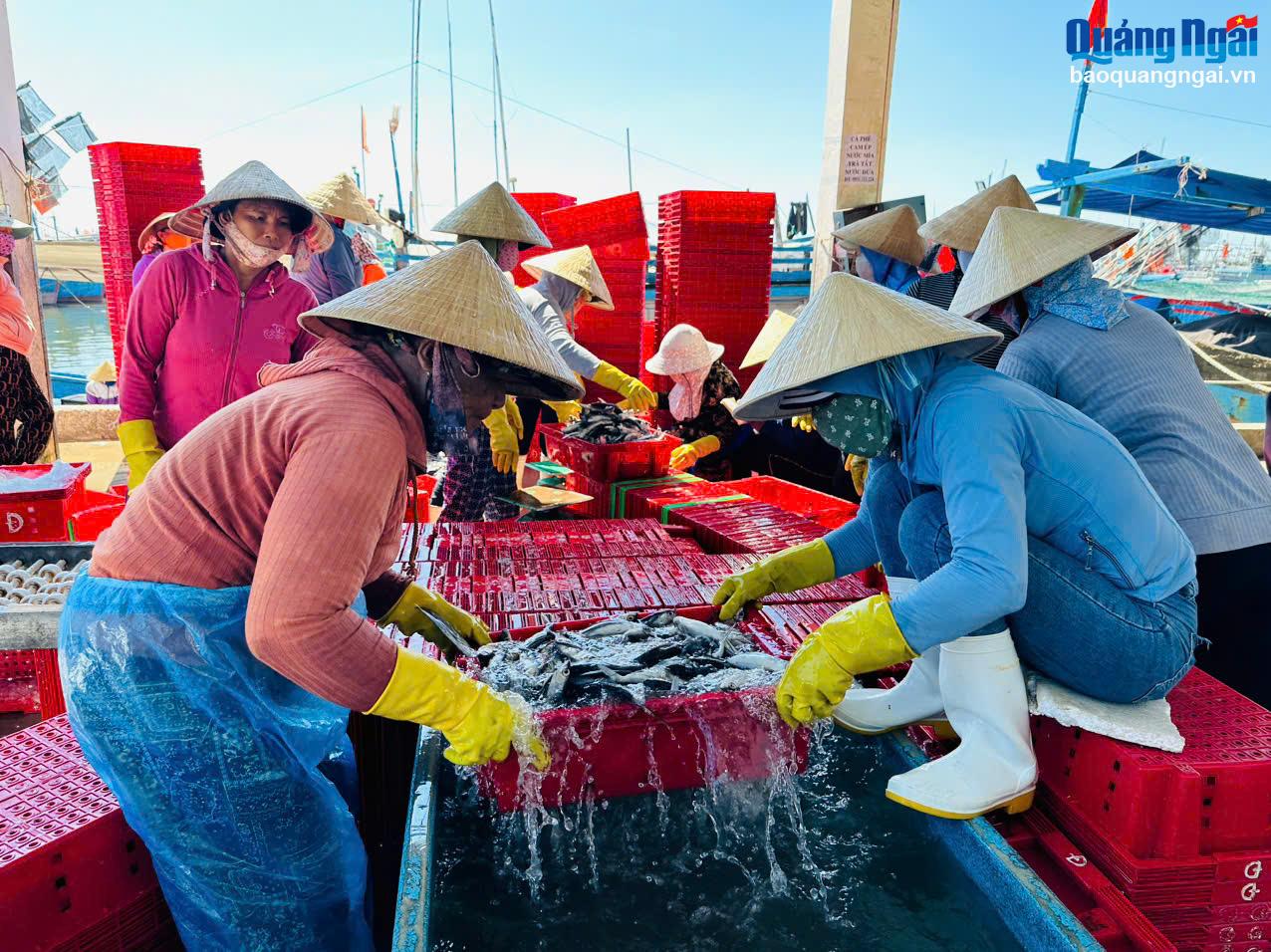 Navegando con bodegas repletas de pescado.