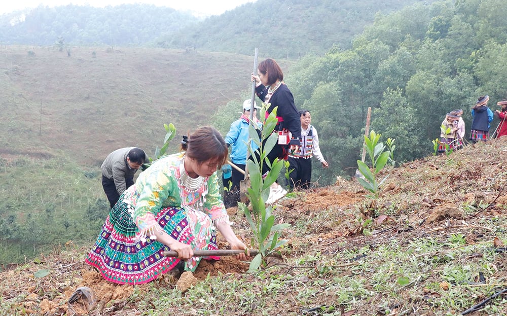 Mùa xuân là Tết trồng cây