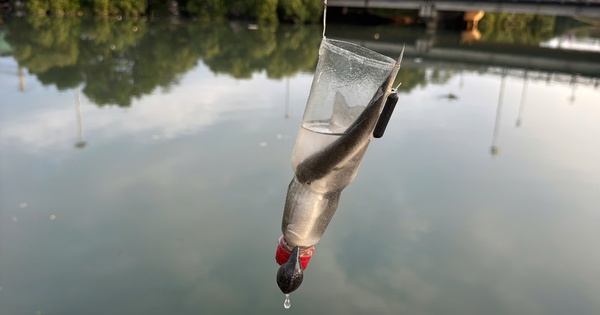 Unique style of fishing for mullet in the famous Binh Thuan river, no need for hooks, tiring hands, everyone loves it