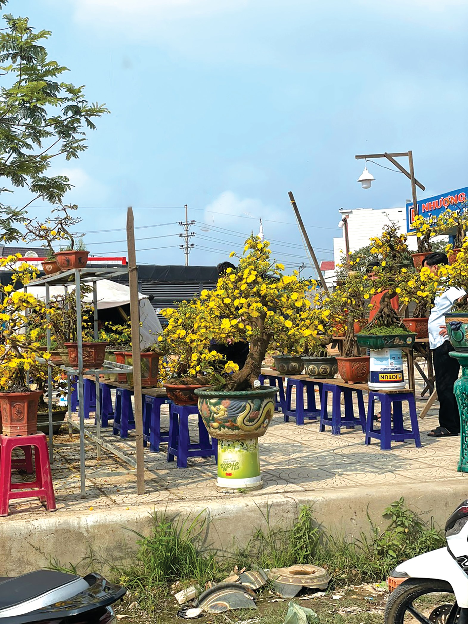 រូបថតទី 5 (អ្នកនិពន្ធ) - ផ្កាអាព្រីខូតពណ៌លឿងសម្រាប់លក់នៅអានញ៉ុង - ប៊ិញឌិញ