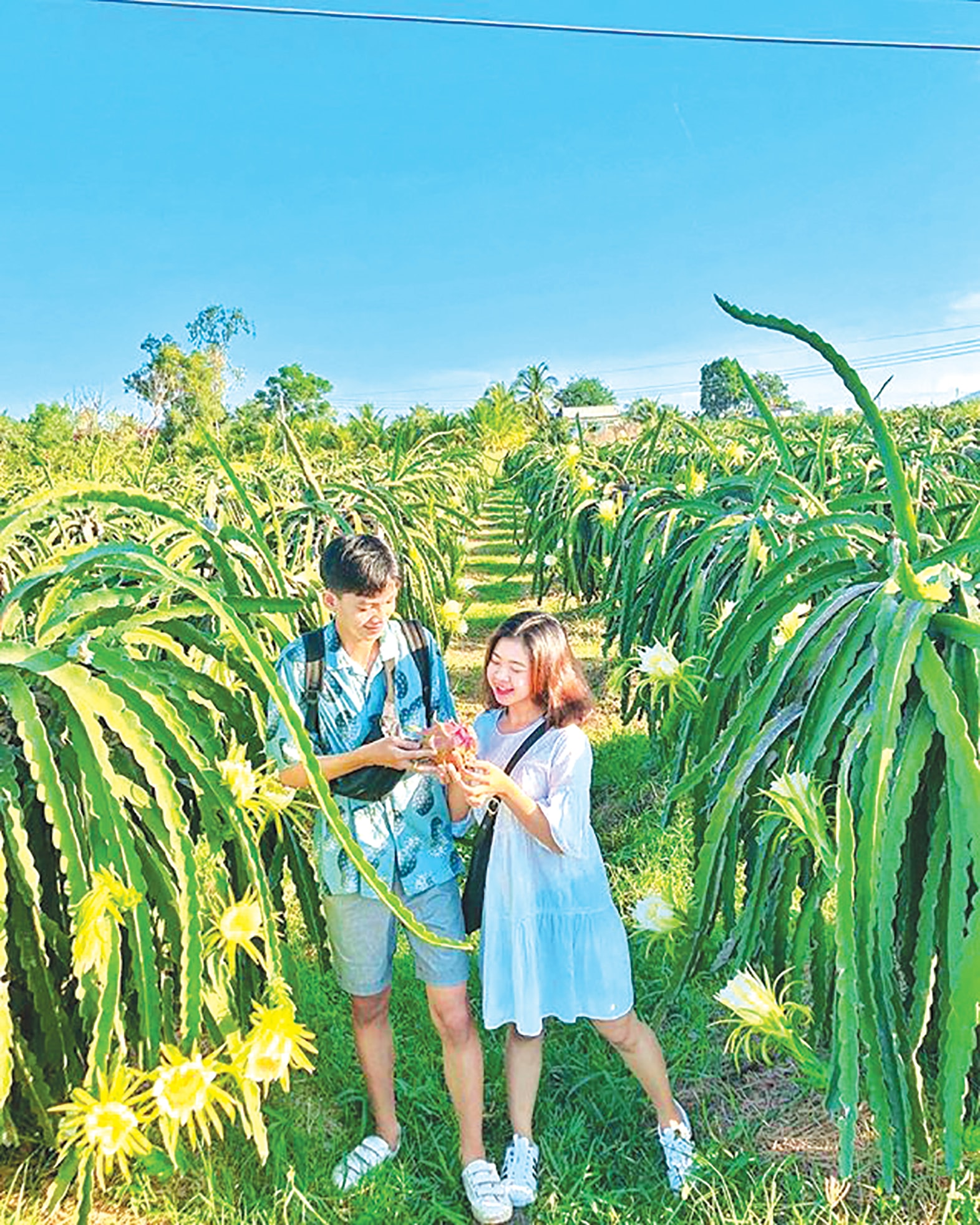 បងប្រុសទី 2 (អាន់ទីន) - សួនផ្លែឈើនាគកំពុងរីកនៅប៊ិញធ្វឹន