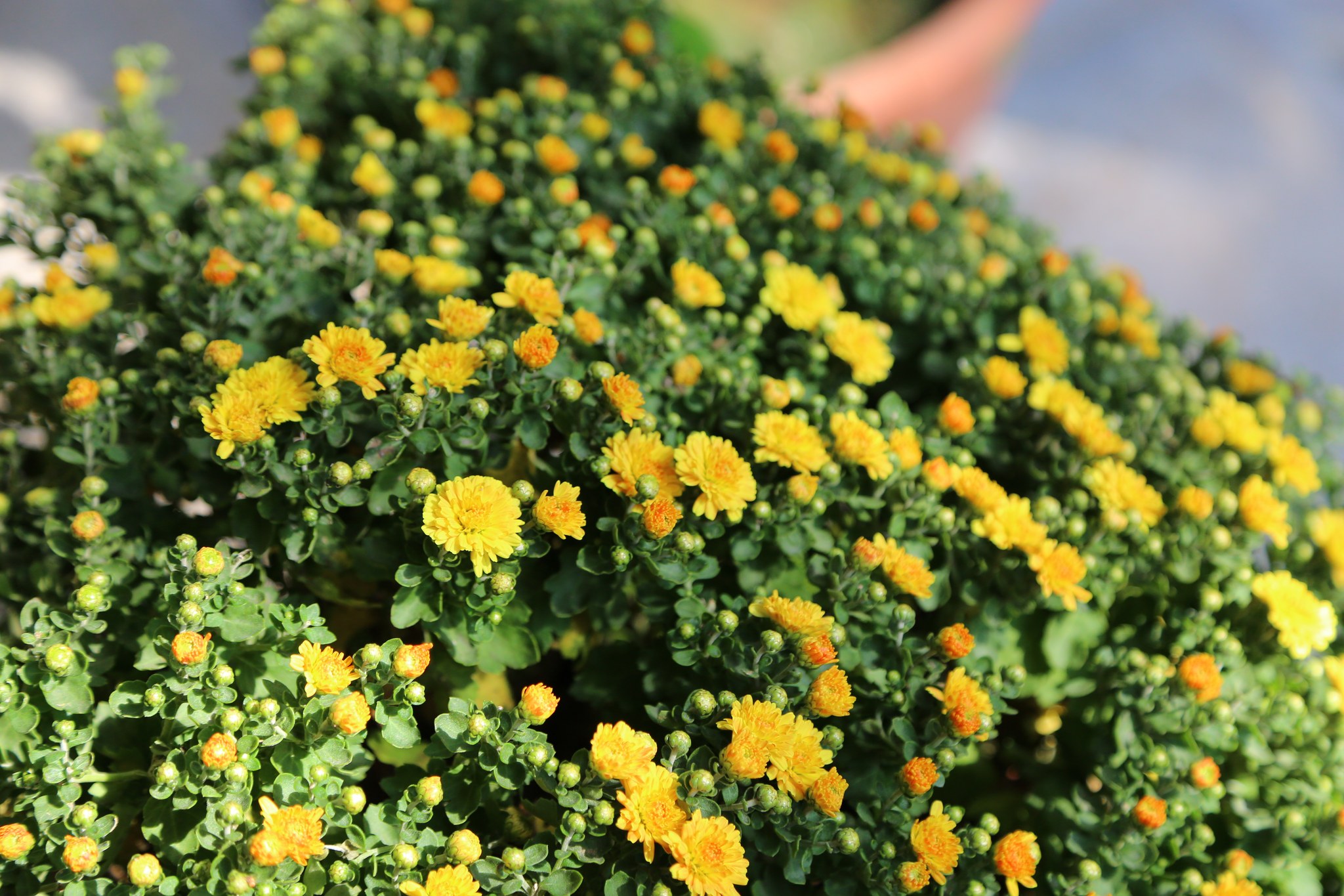 Les fleurs du Têt commencent à fleurir partout dans les rues, les acheteurs affluent en masse