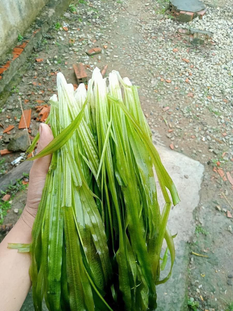 Ở miền Tây có loại rau giá rẻ 