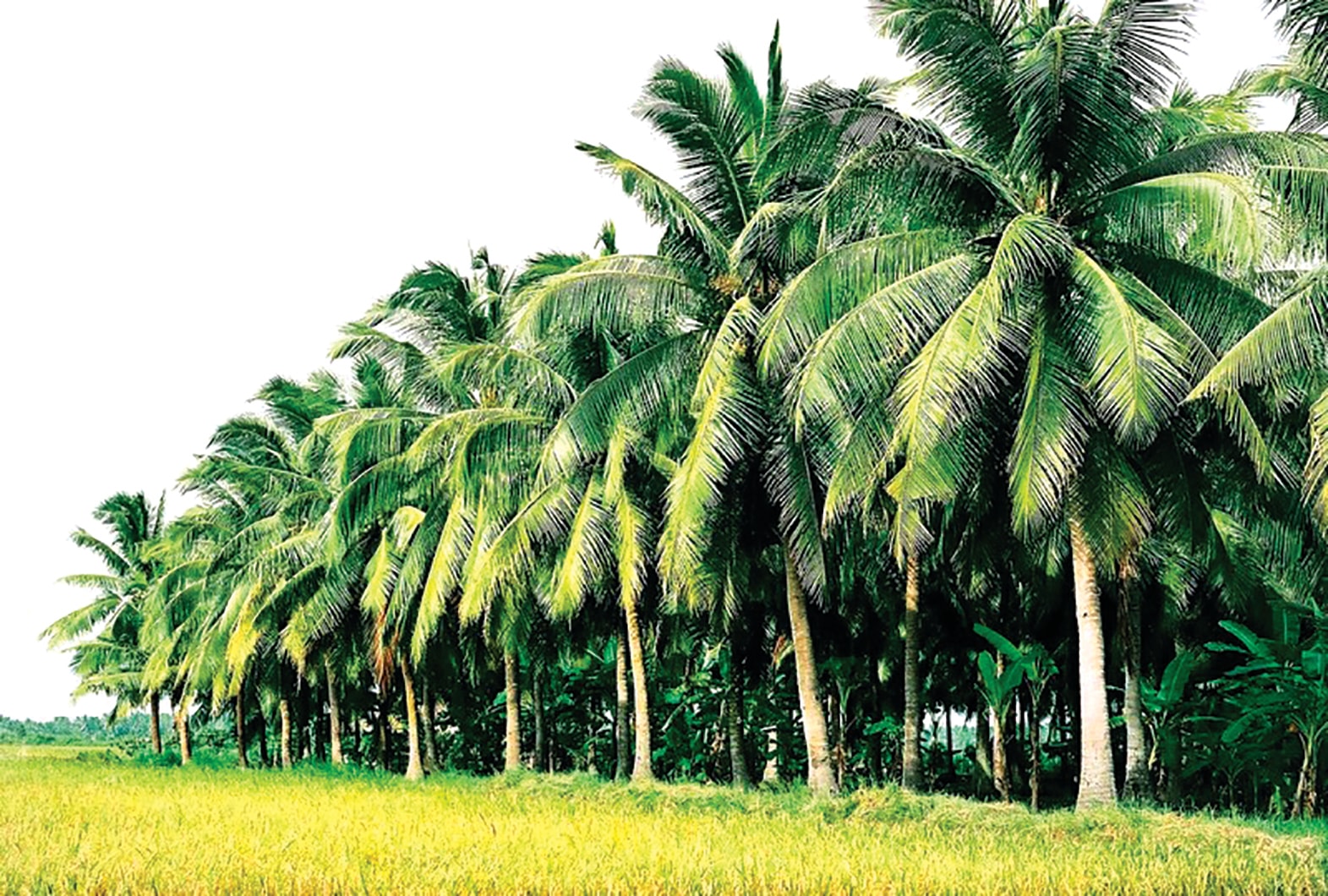 រូបថតទី ៦ (ត្រាន់ វី)_ ដីដូងថាម ក្វាន់ - ហូយញូវ - ប៊ិញឌិញ