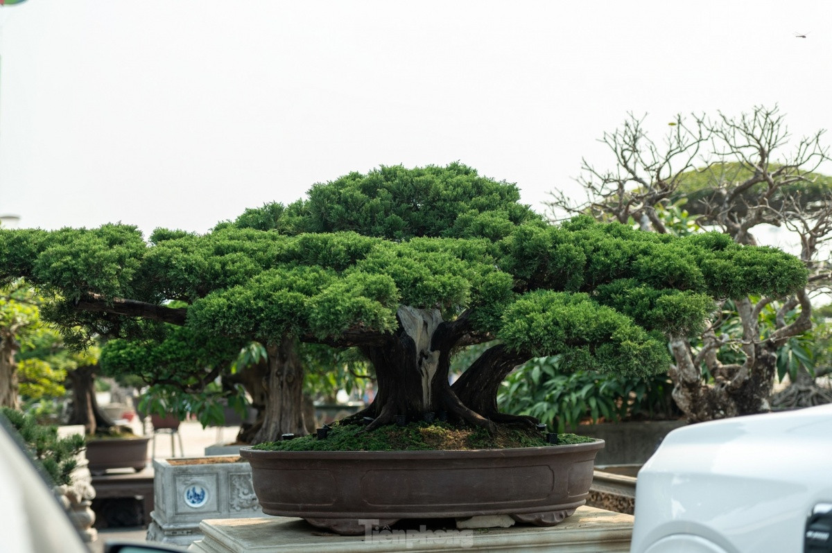Những quái vật trong giới cây cảnh có giá ngang cả ngôi nhà làm khuynh đảo thị trường Tết Ất Tỵ 2025 - Ảnh 4.