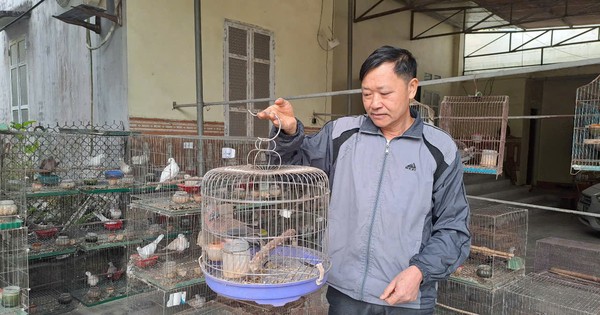 A man in Thai Nguyen sold a pair of doves for 1.3 million VND, but they could not be bred in time.