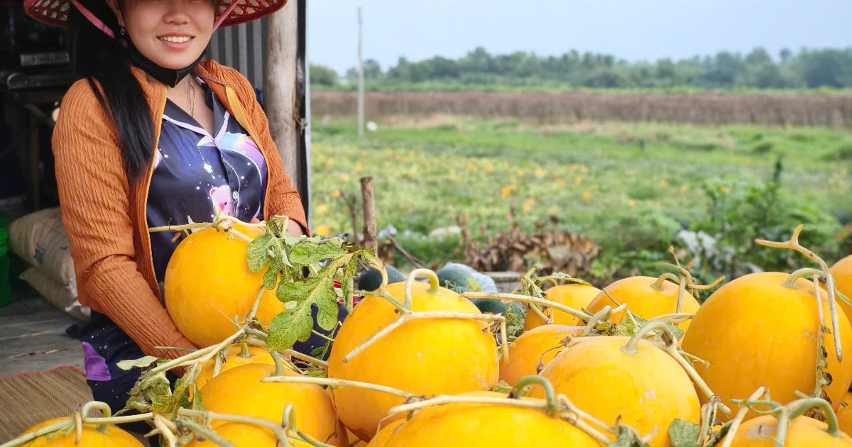 Bac Lieu: "Melon Hamlet" celebra el Tet